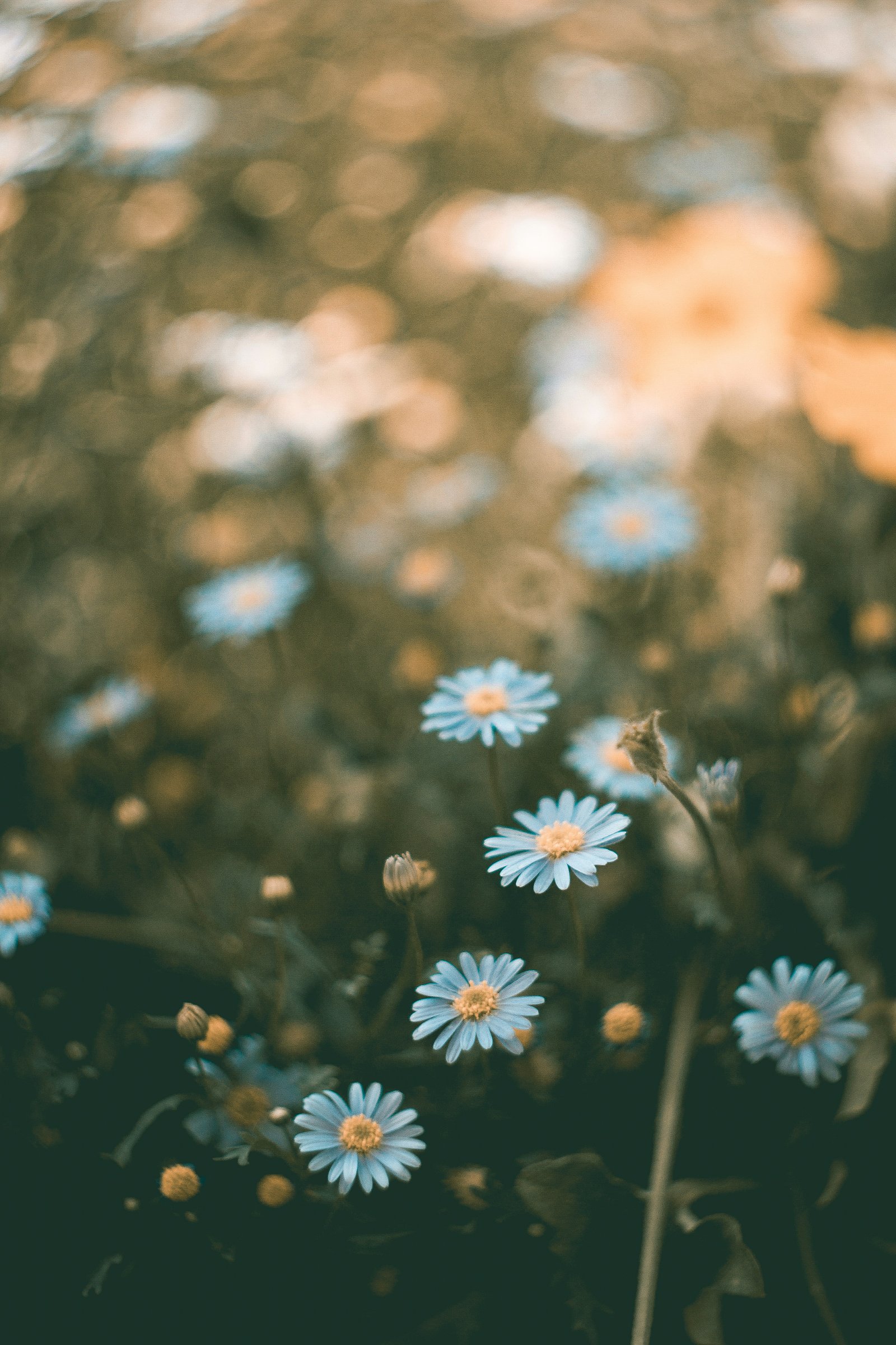 Collective Womb Meditation: Scorpio